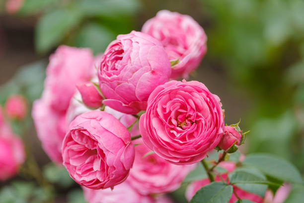 istock blooming pink rose close-up on a blue blurred background 1539585014