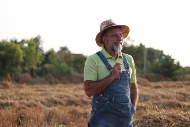 istock an elderly man farmer works with hay in the field 1539593866