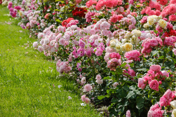 istock blooming roses on a summer sunny day 1539595991
