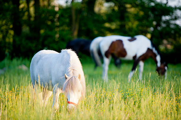 istock Group of horses surrounded by grasslands in Poland 153959627