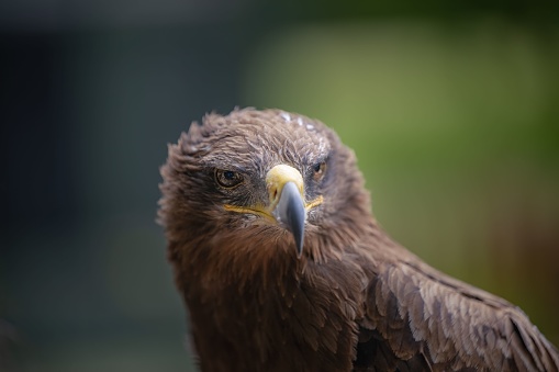 A close-up shot of a mature golden eagle with a blurry background