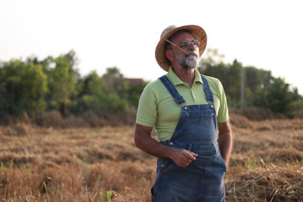 istock an elderly man farmer works with hay in the field 1539600087