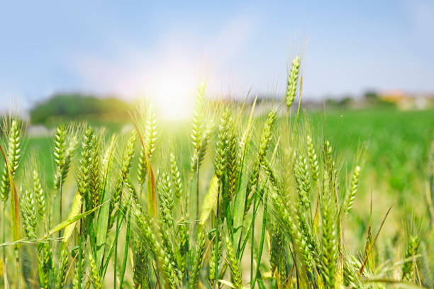Free Stock Photo of Green wheat field under blue sky | Download Free ...