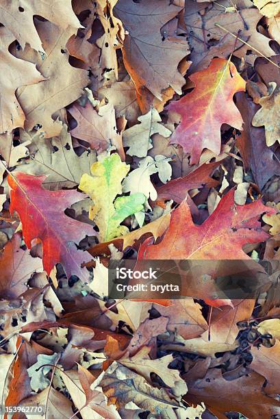 Oak Leaves Changing Colors Stock Photo - Download Image Now - Autumn, Backgrounds, Brown