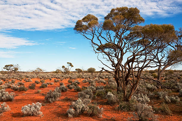 australian landscape wild landscape in the australian outback, south australia northern territory australia stock pictures, royalty-free photos & images