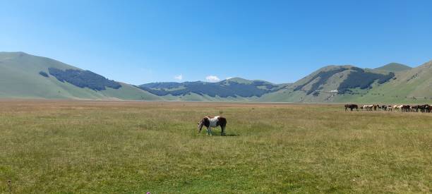 ein pferd, das auf der weide weidet - horse panoramic scenics prairie stock-fotos und bilder