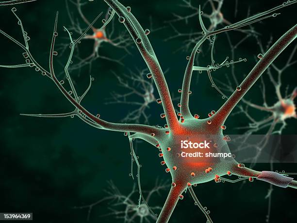 Cuerpo De Células Neurona Foto de stock y más banco de imágenes de Anatomía - Anatomía, Aprender, Asistencia sanitaria y medicina