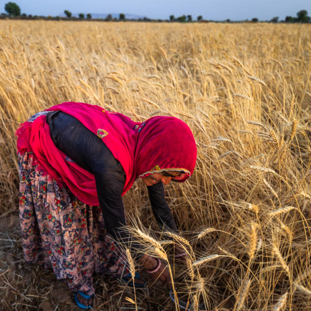 istock Indian woman cutting a wheat, India. 1539664158