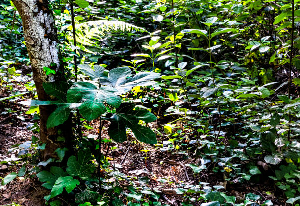 istock Vegetation in the Fishermen's Path 1539686658