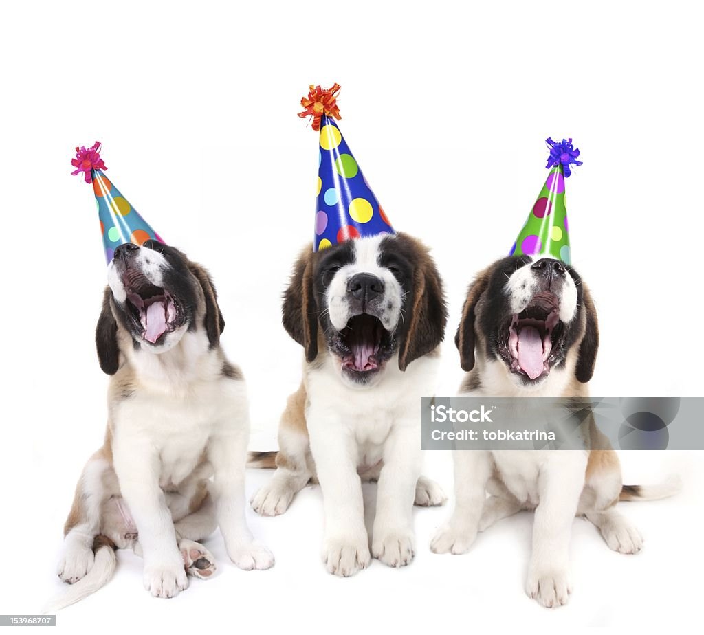 Canta Saint Bernards - Foto de stock de Cumpleaños libre de derechos