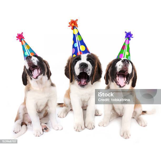 Canta Saint Bernards Foto de stock y más banco de imágenes de Cumpleaños - Cumpleaños, San Bernardo, Animal