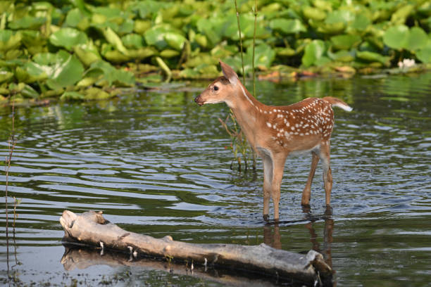 istock White Tailed Deer fawn in marsh 1539698099