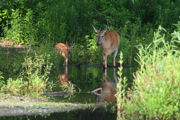 istock White Tailed Deer doe and fawn in marsh 1539703401