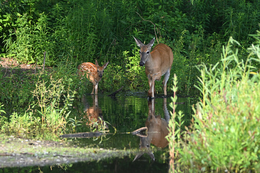 A White Tail Deer doe with fawn explores a wetland marsh during a recent heat wave to cool off and get a drink