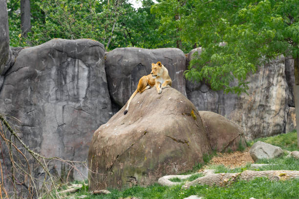 A Majestic Lion Resting on the Rock in the Zoo.