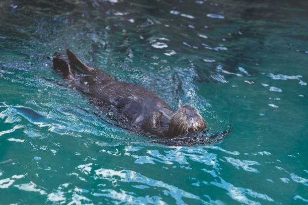 istock Aquatic Acrobatic Otter's Backstroke in the Water 1539704987