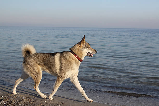 eastern siberian eskimo dog stock photo