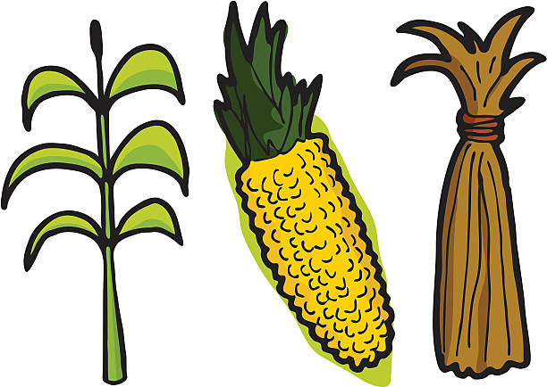 illustrazioni stock, clip art, cartoni animati e icone di tendenza di corn in tre fasi - corn on the cob corn corn crop white background