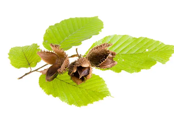 Beech nuts and leaves on white background
