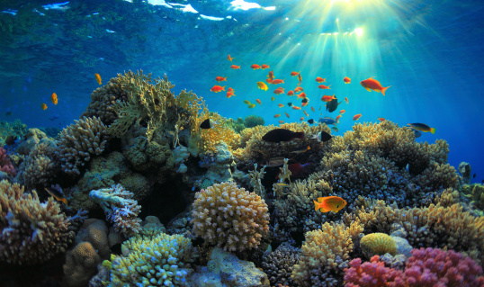 Colorful Coral Reef Teeming with Exotic Fish. Lively and colorful coral reef in a vibrant underwater world. Diverse array of tropical fish swimming freely in their aquatic environment, creating a mesmerizing scene for nature and animal enthusiasts alike.