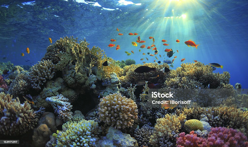 coral reef beautiful coral reef and mach fish Reef Stock Photo