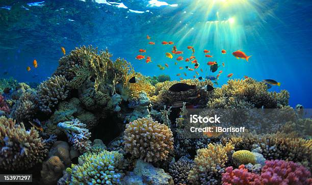 Coral Reef Stock Photo - Download Image Now - Reef, Coral - Cnidarian, Sea