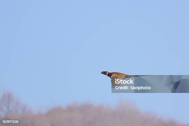 Fasan Im Flug Stockfoto und mehr Bilder von Fasan - Fasan, Jagd, Wind