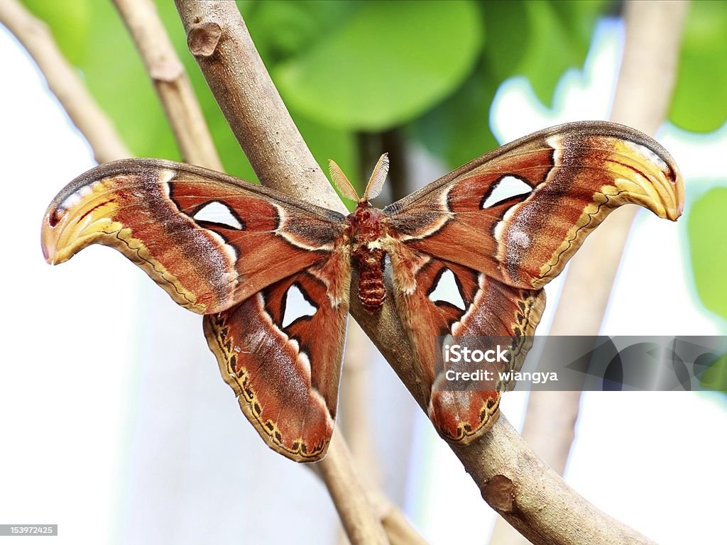 Attacus atlas - 로열티 프리 인도네시아큰나방 스톡 사진