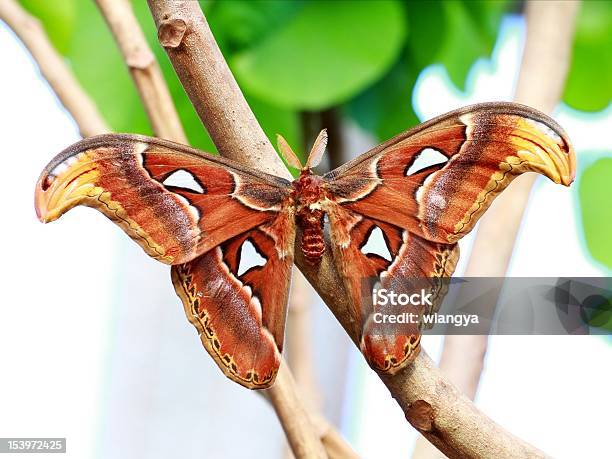 Attacus Atlas 인도네시아큰나방에 대한 스톡 사진 및 기타 이미지 - 인도네시아큰나방, 0명, 가까운