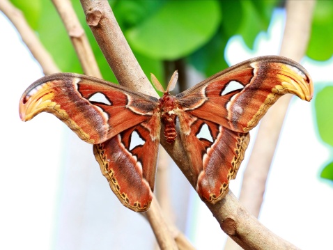 Attacus atlas on santol tree