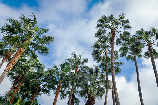 Low Angle View Of Palm Trees Against Cloudy Sky