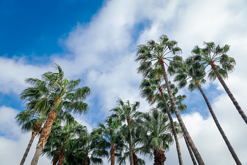 Palm Trees In a Row on Blue Sky Background with White Clouds Outdoors