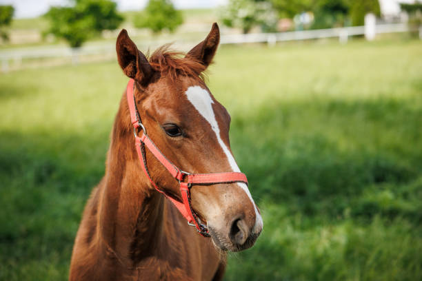istock Foal of red horse on paddock 1539737384