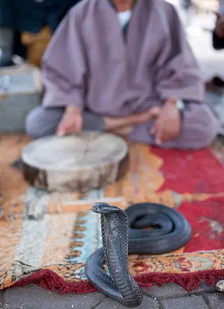 Photo of Marrakesh snake charmers