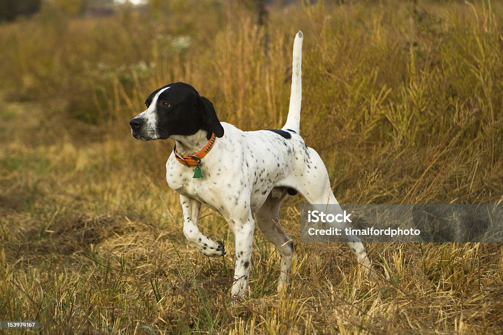 Anglais curseur sur point. - Photo de Chien d'arrêt libre de droits