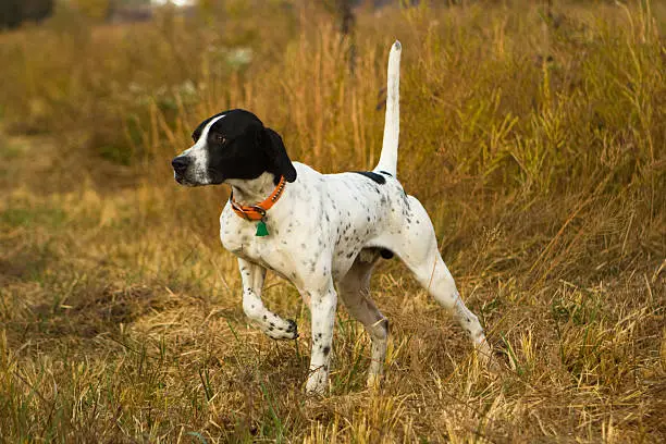Photo of English Pointer on point.