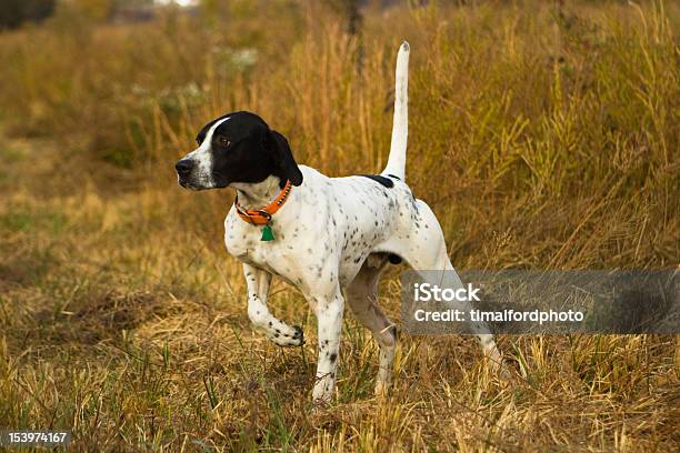 Foto de Inglês Pointer Em Ponto e mais fotos de stock de Pointer - Cão - Pointer - Cão, Cão Caçador, Cão