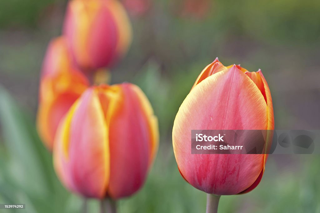 Tulipes rouges - Photo de Arbre en fleurs libre de droits