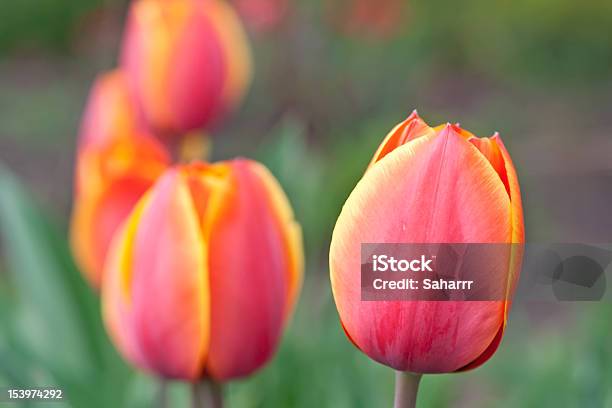 Photo libre de droit de Tulipes Rouges banque d'images et plus d'images libres de droit de Arbre en fleurs - Arbre en fleurs, Beauté, Capitule