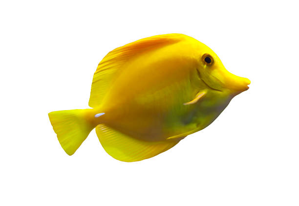 istock Yellow tang sea fish on a white background 153974323