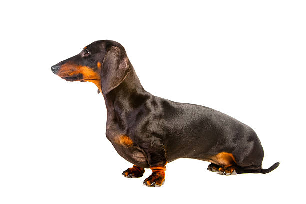istock Sitting Dachshund Dog on isolated white 153974331