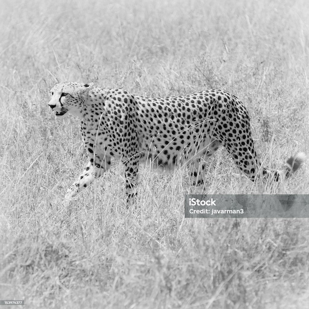 cheetah en el campo - Foto de stock de Aire libre libre de derechos