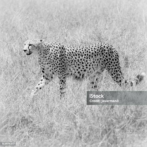 Cheetah En El Campo Foto de stock y más banco de imágenes de Aire libre - Aire libre, Animal, Animales cazando
