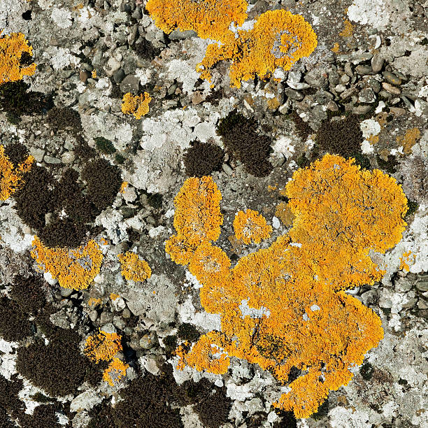 istock Lichen and moss on stone - square crop 153974440