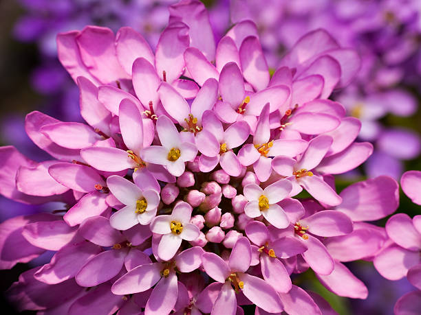 Closeup macro of this beautiful garden flower, in bright pink. Annual plant.