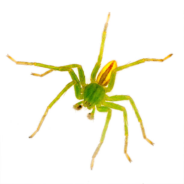 istock Green Huntsman spider macro - isolated, Micrommata virescens 153974524