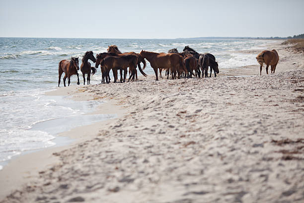 istock Wild horses on the beach 153974724