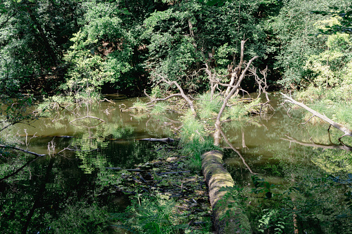 Natural river in the forest on a day in summer, Brandenburg, Germany