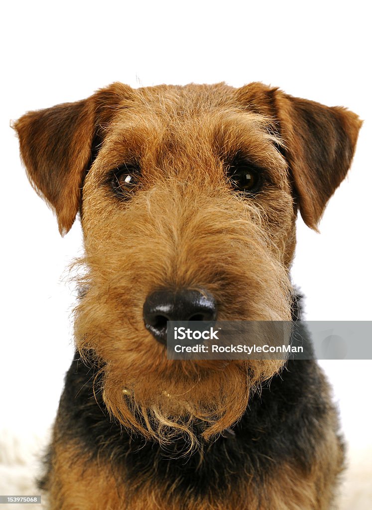 Welsh Terrier Young male welsh terrier looking directly at camera. Welsh Terrier Stock Photo