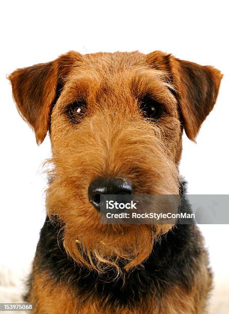 Welsh Terrier Stock Photo - Download Image Now - Welsh Terrier, Canine - Animal, Dog